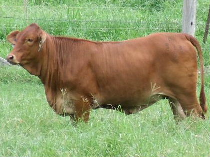 Bryvonlea Portia